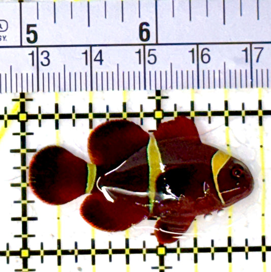 Gold Bar Maroon Clownfish Bali Grade A (Wild Caught) GBMCBGA111916 WYSIWYG Size: M 1.75" approx