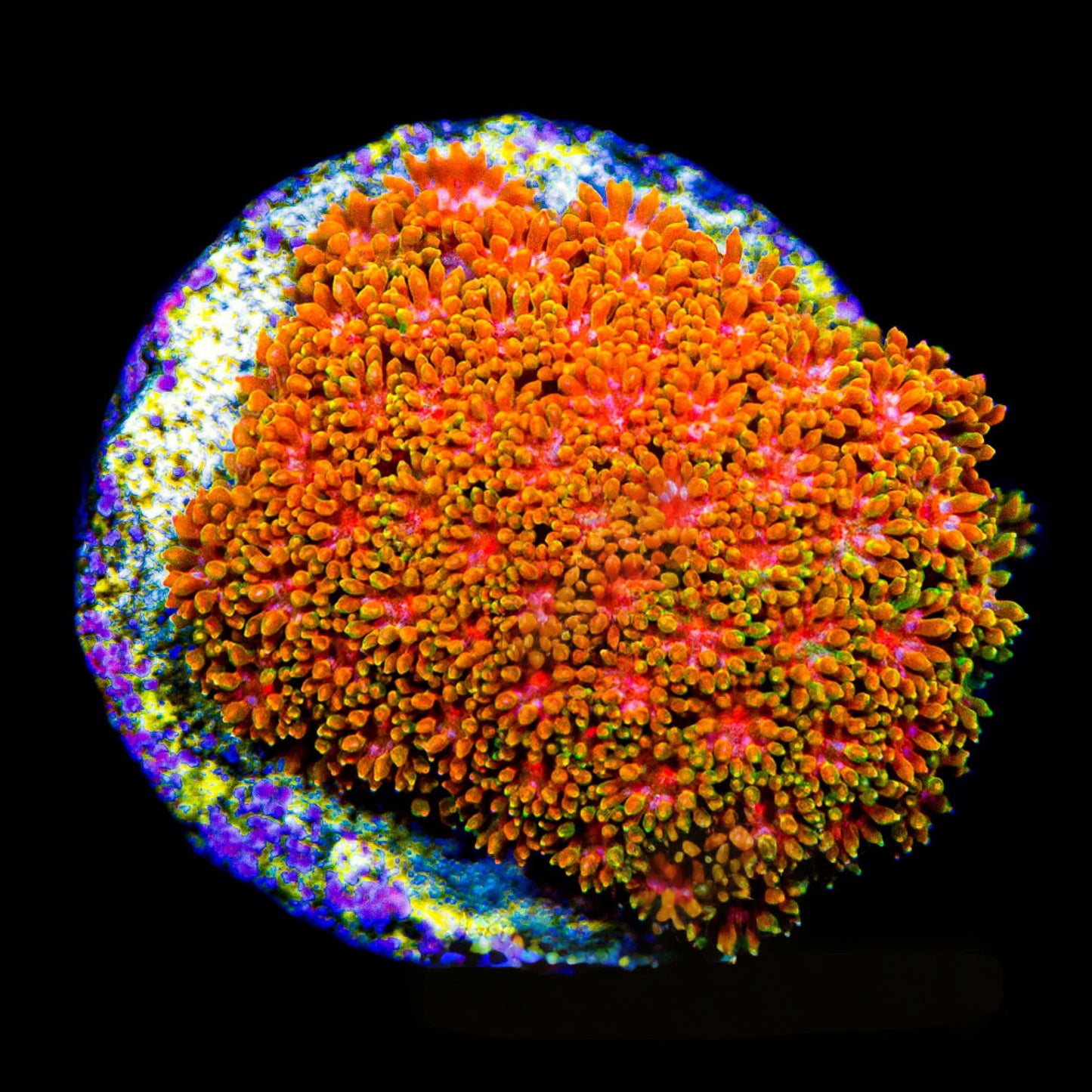 Citrus Orange Short Polyp Goniopora (Aquacultured)  Size: M 0.75” to 1” approx Frag