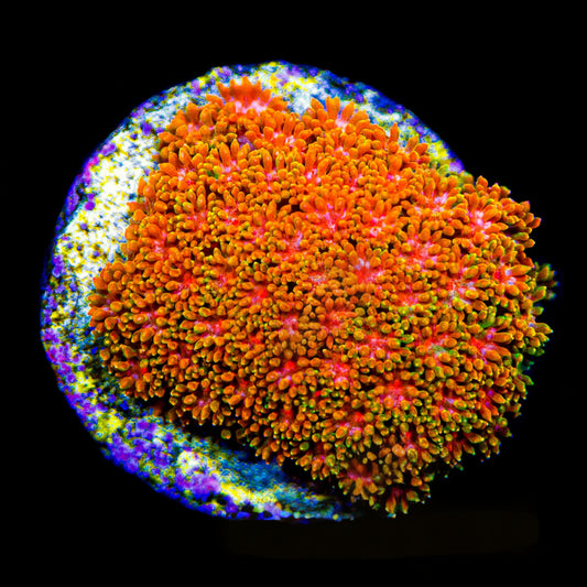 Citrus Orange Short Polyp Goniopora (Aquacultured)  Size: M 0.75” to 1” approx Frag