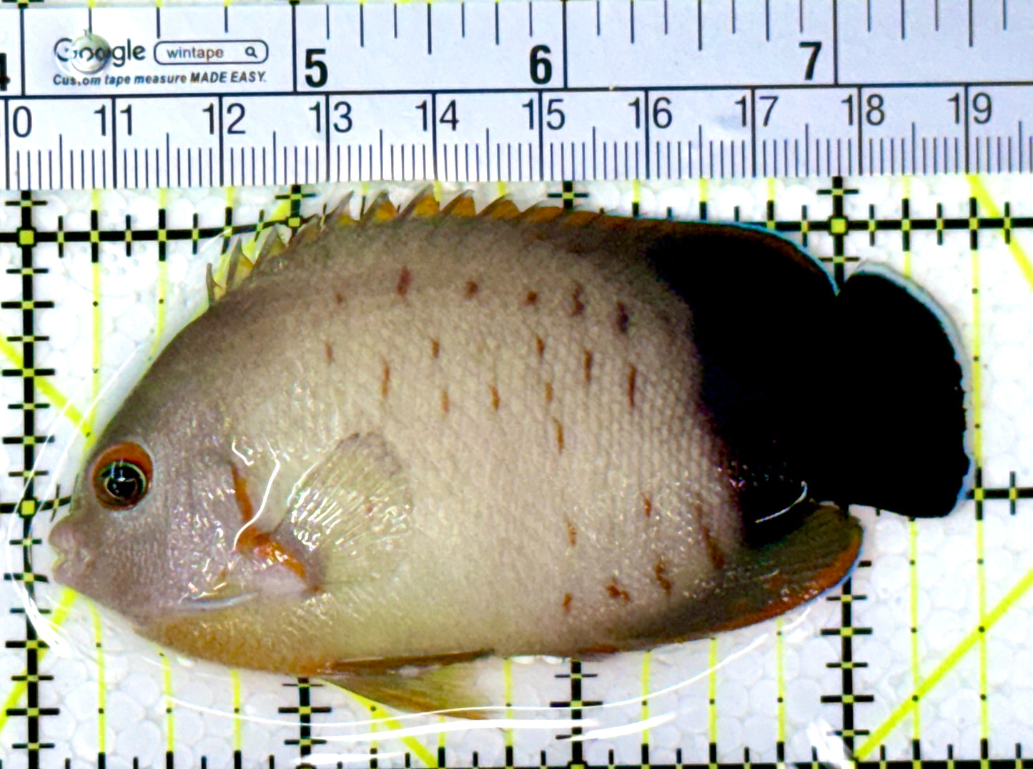 Eibli Angelfish EA111901 WYSIWYG Size: XL 3.5" approx