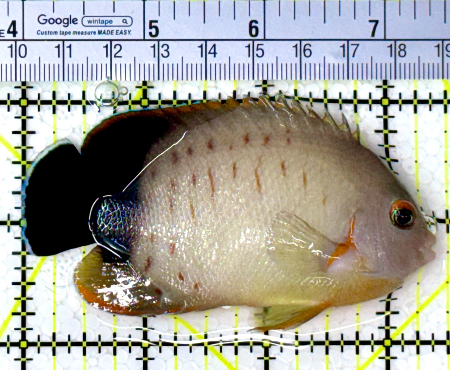 Eibli Angelfish EA111901 WYSIWYG Size: XL 3.5" approx