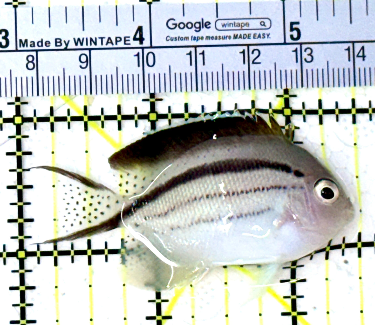 Lamarck Angelfish Female LAF111804 WYSIWYG Size: M 2.5" approx