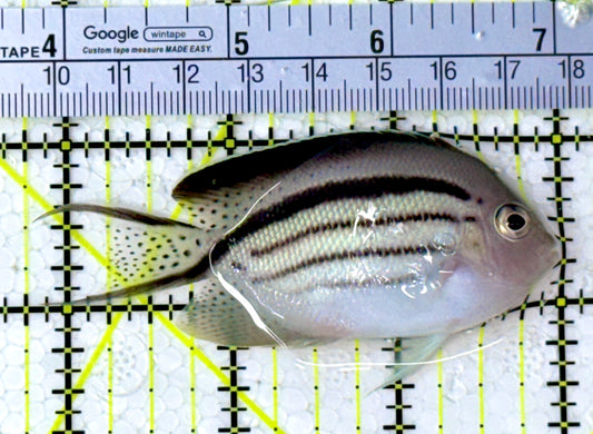 Lamarck Angelfish Female LAF111801 WYSIWYG Size: L 3.25"