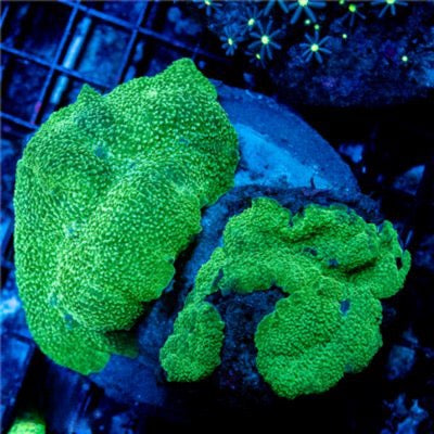 Neon Hot Elephant Ear Mushroom Mother Colony NHEEMMC030904 WYSIWYG