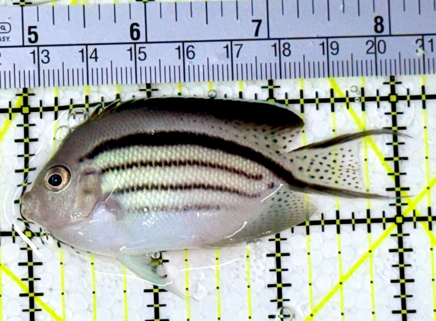 Lamarck Angelfish Female LAF111801 WYSIWYG Size: L 3.25"