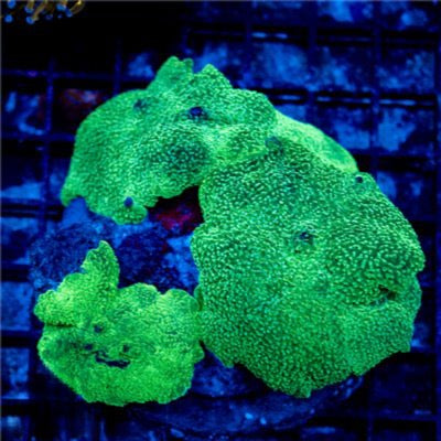 Neon Hot Elephant Ear Mushroom Mother Colony NHEEMMC030903 WYSIWYG