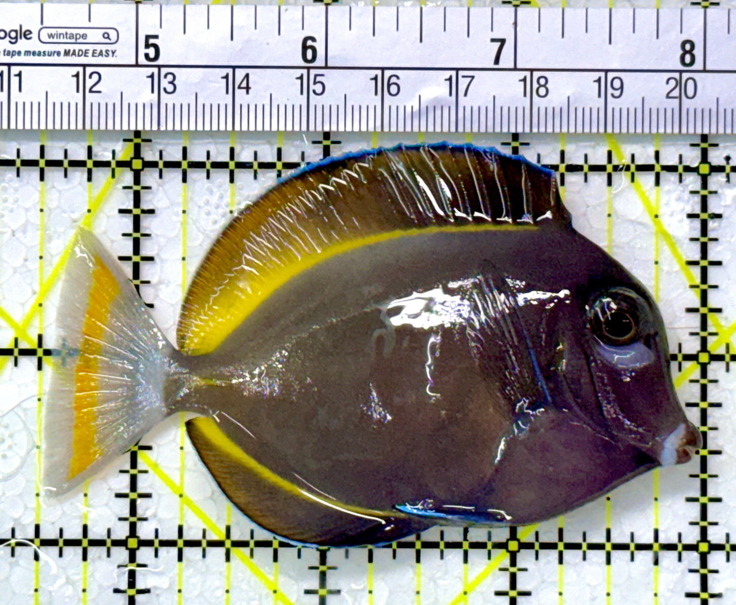 Gold Rim Tang GRT111801 WYSIWYG Size: ML 3.5"