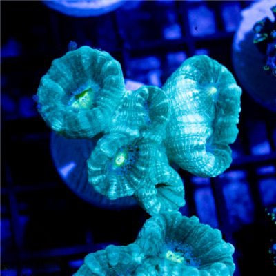 Blue Macaw Trumpet Candy Cane Mother Colony BMTCCMC030902 WYSIWYG
