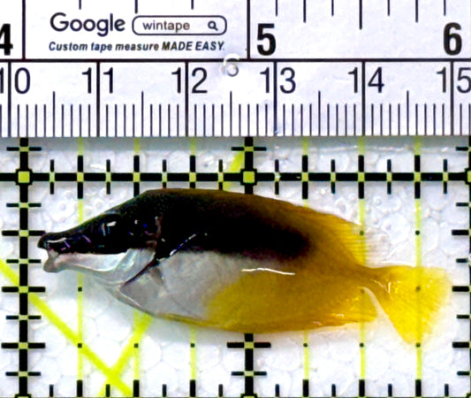 Onespot Foxface OF11801 WYSIWYG Size: S 2"