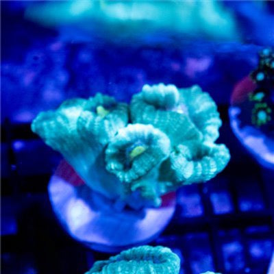 Blue Macaw Trumpet Candy Cane Mother Colony BMTCCMC030901 WYSIWYG