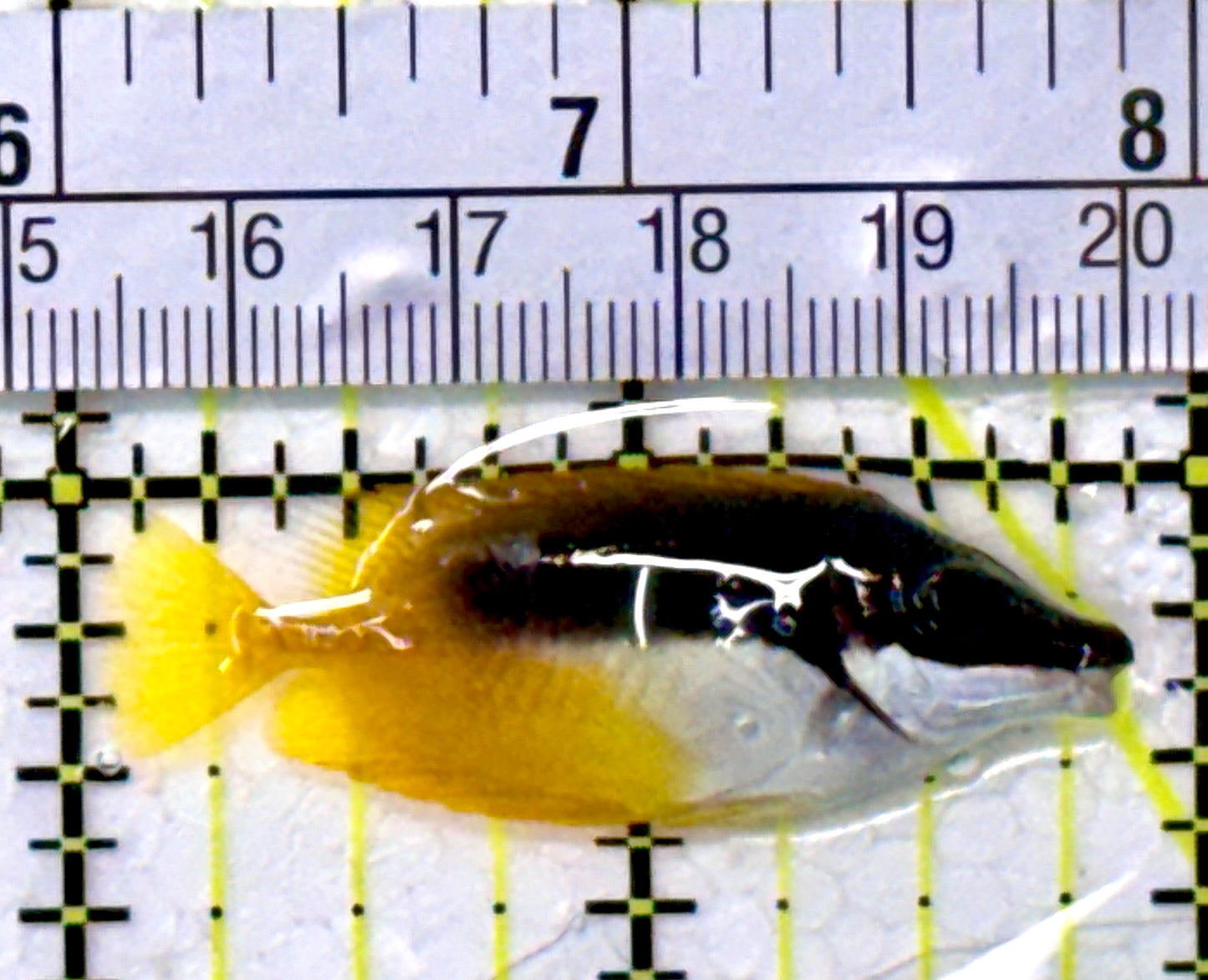 Onespot Foxface OF11801 WYSIWYG Size: S 2"