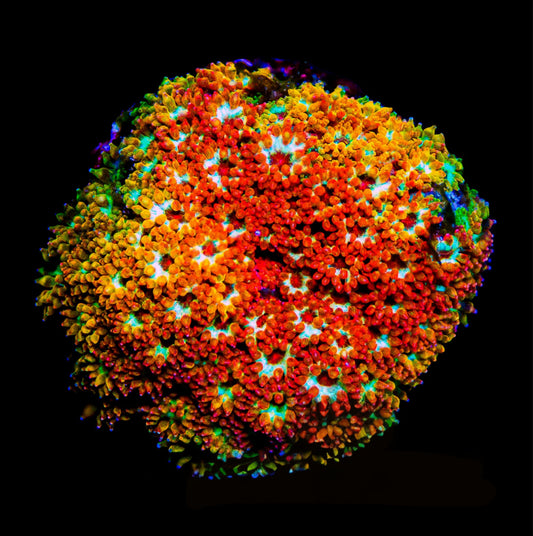 Rainbow Fusion Short Polyp Goniopora (Aquacultured) Size: M 0.75” to 1”approx Frag