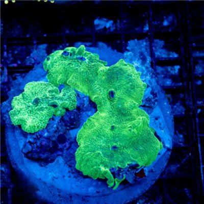 Neon Hot Elephant Ear Mushroom Mother Colony NHEEMMC030902 WYSIWYG