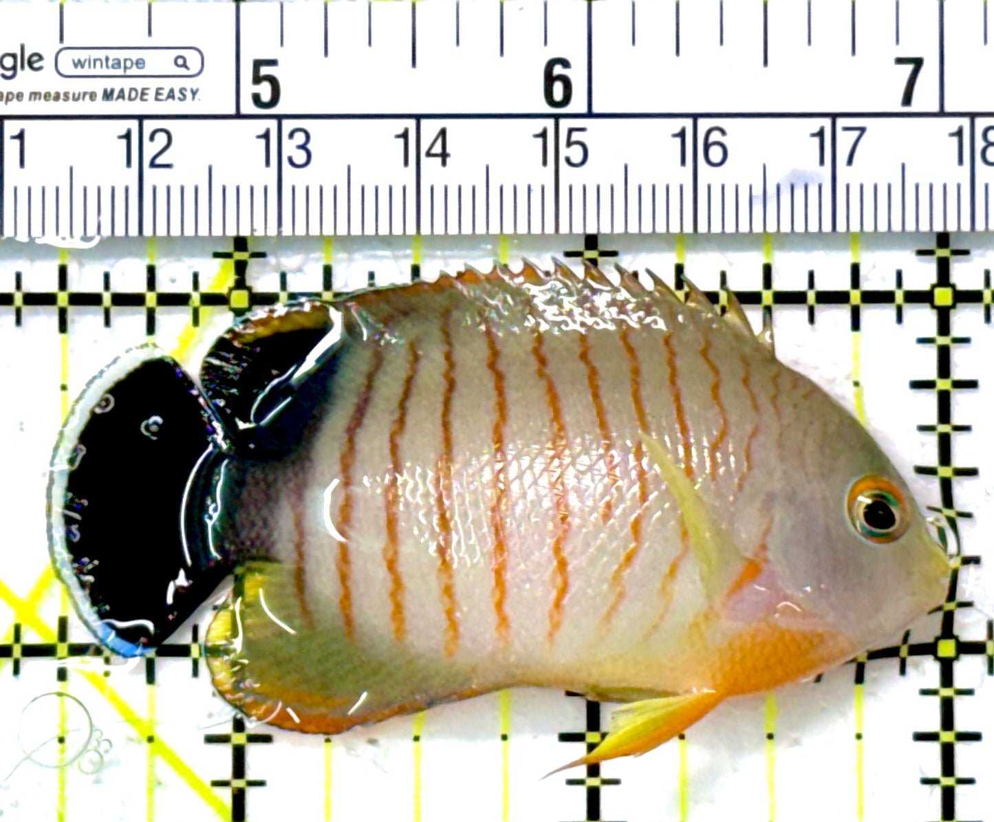 Eibli Angelfish EA111801 WYSIWYG Size: M 2.5"