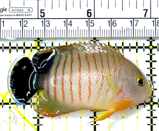 Eibli Angelfish EA111801 WYSIWYG Size: M 2.5"