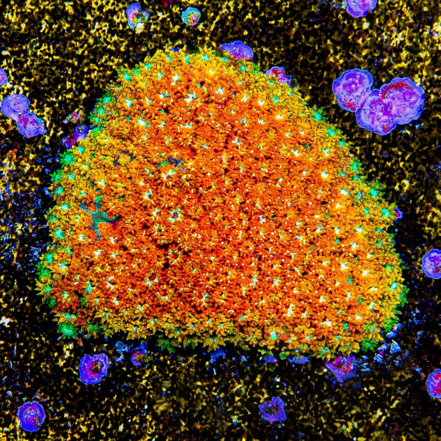 Aquaculture Rainbow Fusion Short Polyp Goniopora  Size: M 0.75” to 1” Frag