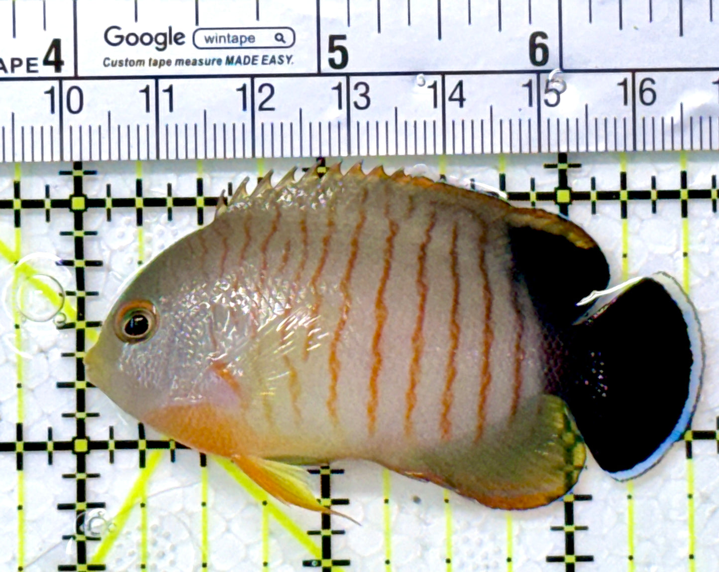 Eibli Angelfish EA111801 WYSIWYG Size: M 2.5"