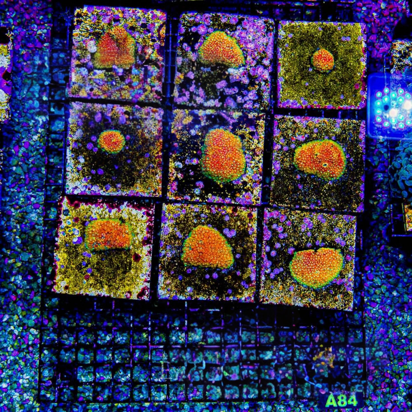 Aquaculture Rainbow Fusion Short Polyp Goniopora  Size: M 0.75” to 1” Frag
