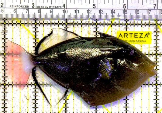 Pink Tail Triggerfish PTT022002 WYSIWYG Size: L 5" approx