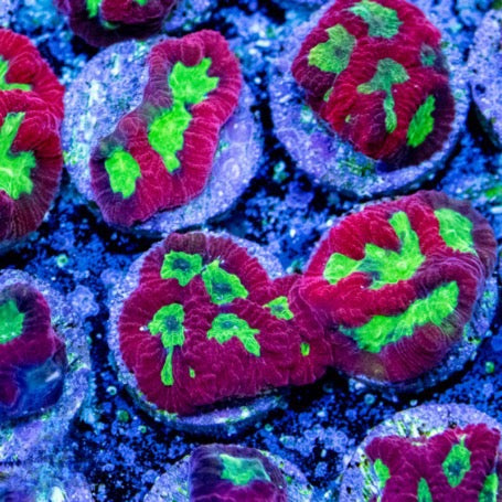Alien Blood Platygyra (Aquacultured) Size: M 0.75” to 1” Approx Frag