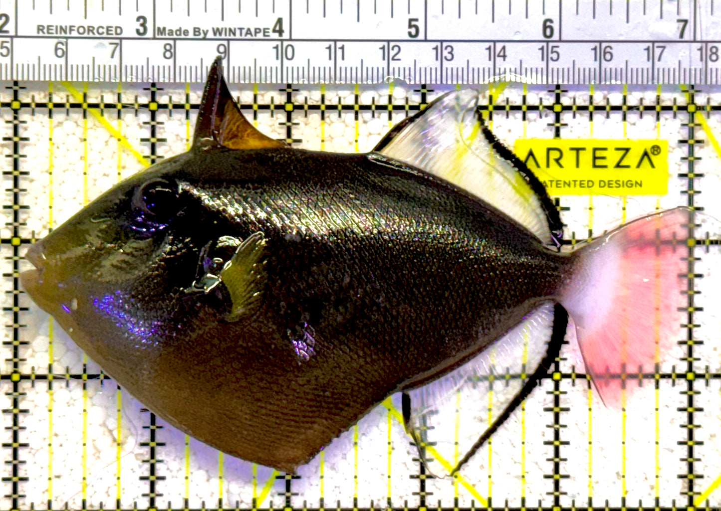 Pink Tail Triggerfish PTT022002 WYSIWYG Size: L 5" approx