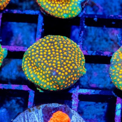 Aquacultured Sanjay's Fire Porities Size: M 0.75” to 1” Frag