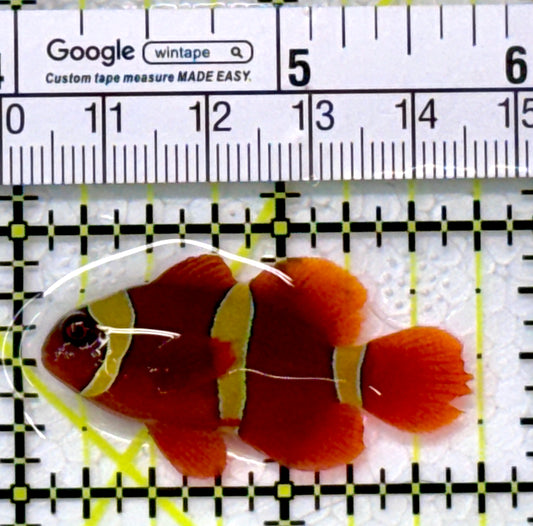 Gold Bar Maroon Clownfish Bali Grade A (Wild Caught) GMC111801 WYSIWYG Size: M 1.75"