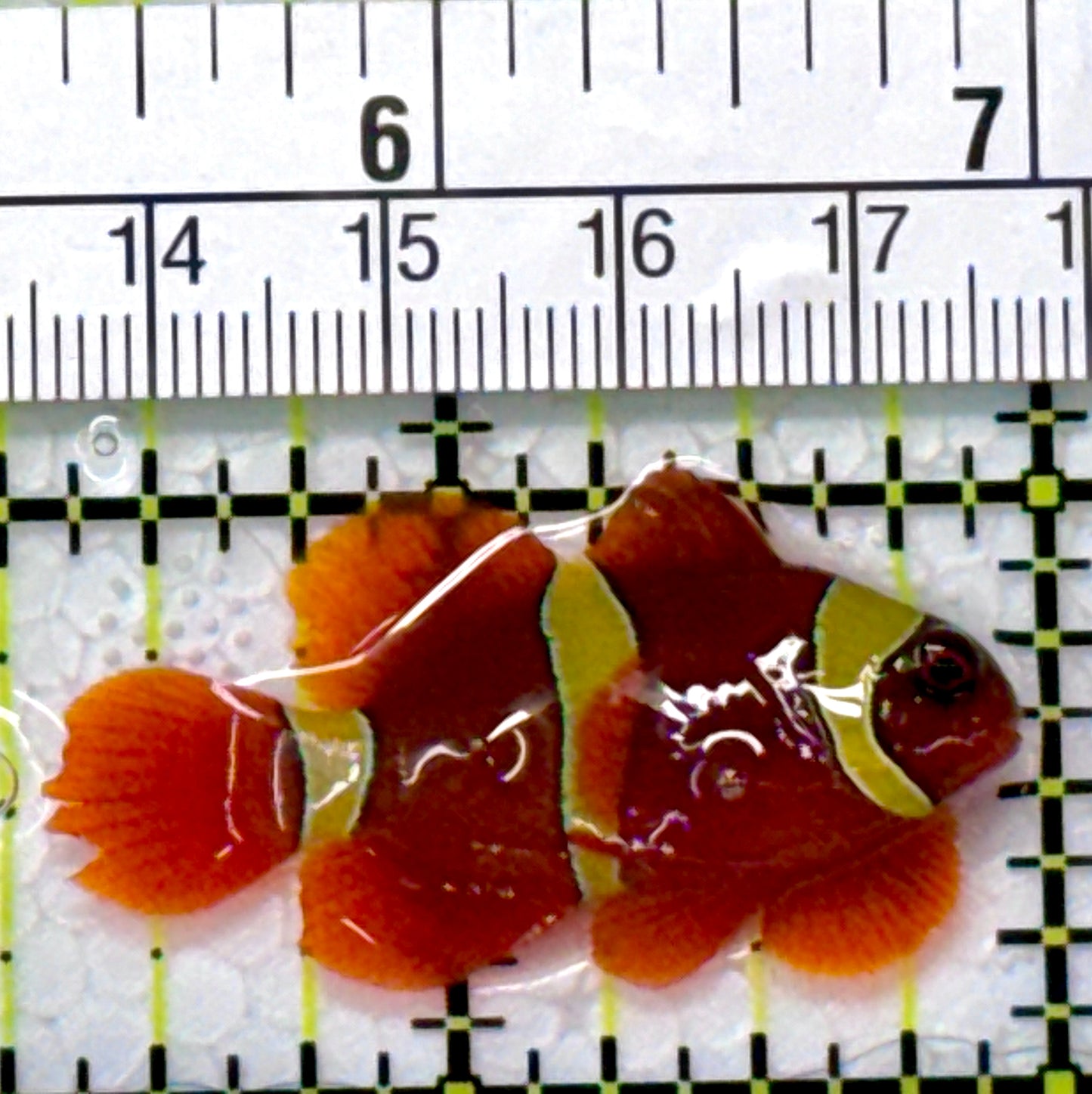 Gold Bar Maroon Clownfish Bali Grade A (Wild Caught) GMC111801 WYSIWYG Size: M 1.75"