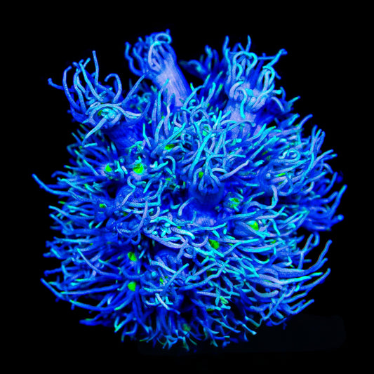 Aquaculture Star Gazer Goniopora  Size: M 0.75” to 1” Frag