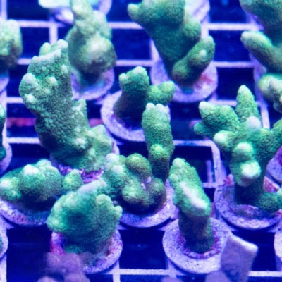 Aquacultured Green Digi Montipora Size: M 0.75” to 1” Frag