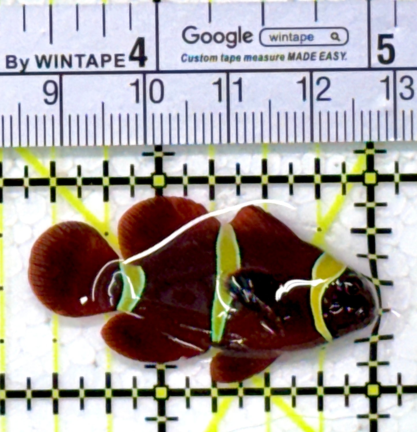 Gold Bar Maroon Clownfish Bali Grade A (Wild Caught) GMC111802 WYSIWYG Size: M 1.75"