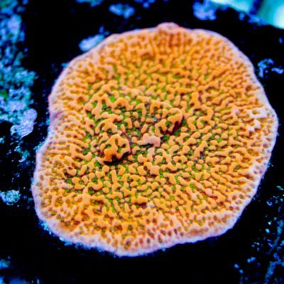 Aquacultured Tropicana Montipora Size: M 0.75” to 1” Frag