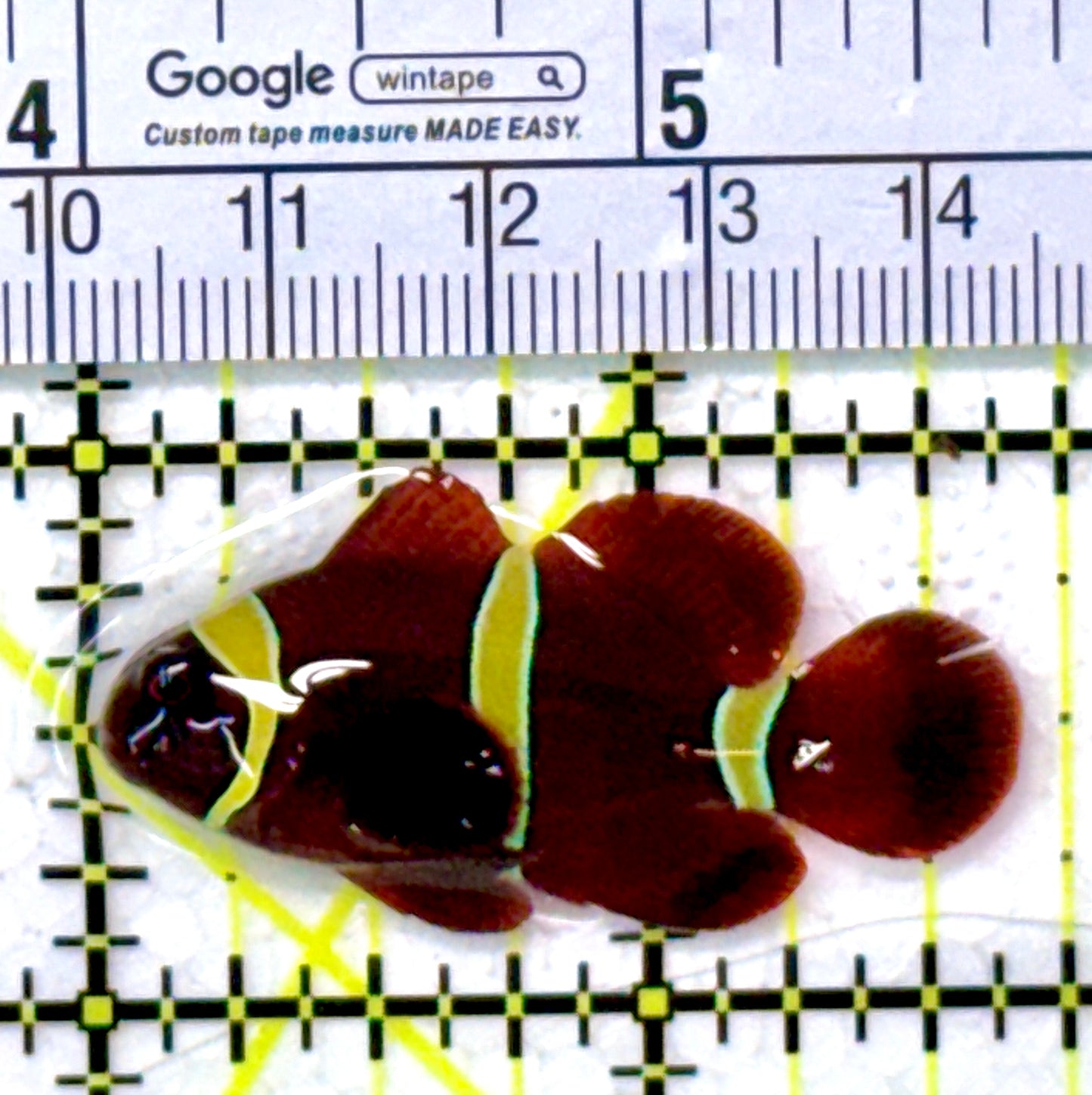 Gold Bar Maroon Clownfish Bali Grade A (Wild Caught) GMC111802 WYSIWYG Size: M 1.75"