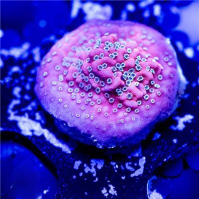 Aquacultured Dragon Fruit Montipora Size: M 0.75” to 1” Frag