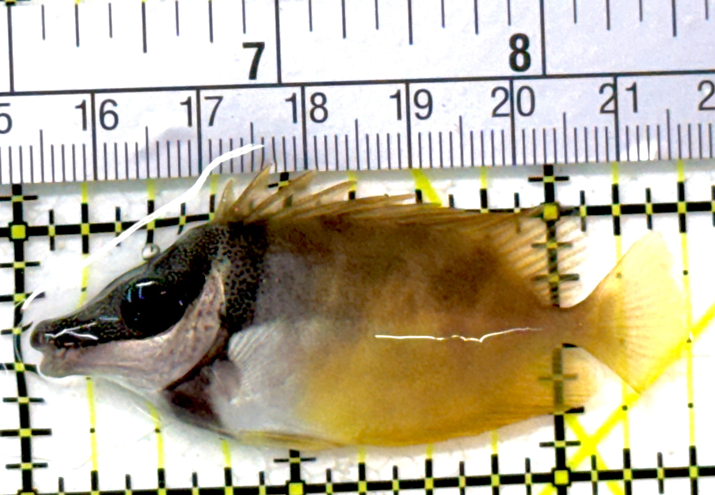 Onespot Foxface OF111802 WYSIWYG Size: SM 2.5"