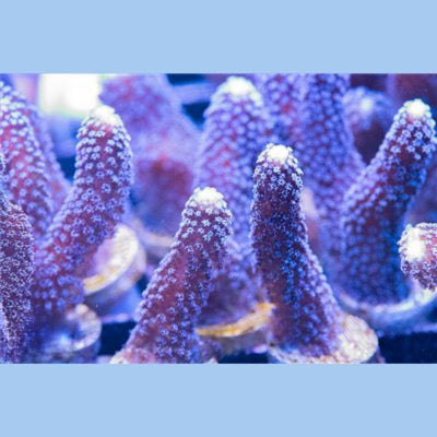 Aquacultured Milk Stylophora Size: M 0.75” to 1” Frag