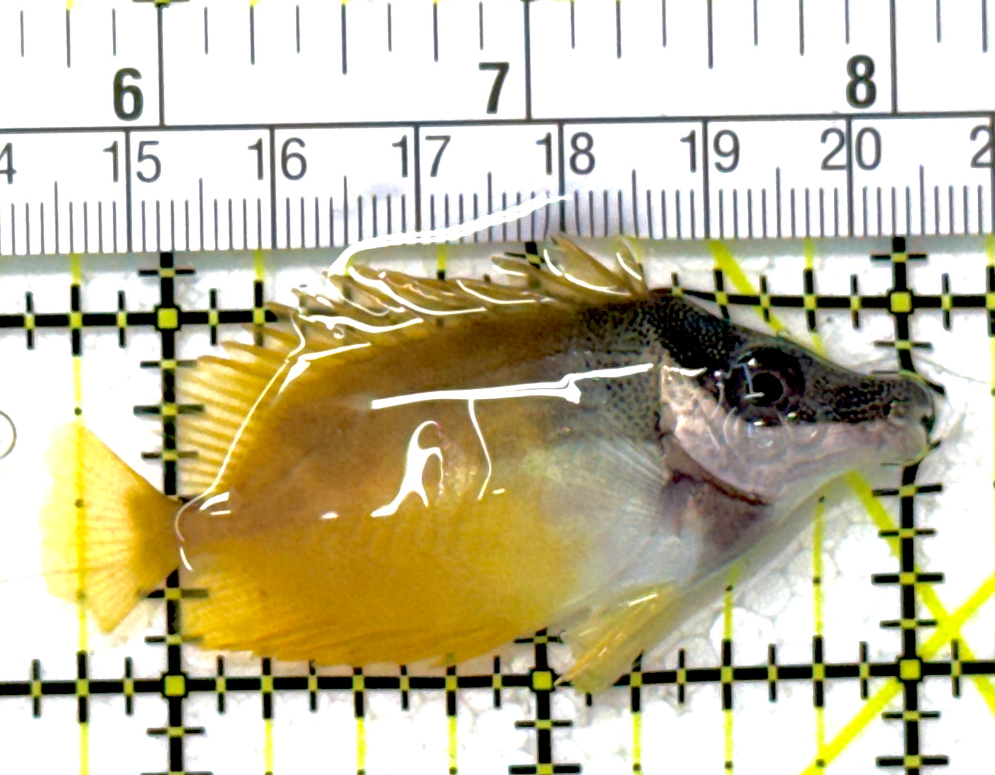 Onespot Foxface OF111802 WYSIWYG Size: SM 2.5"