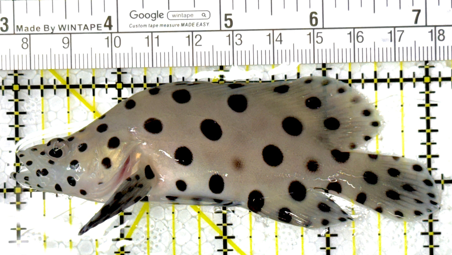 Panther Grouper PG111801 WYSIWYG Size: L 4.25"