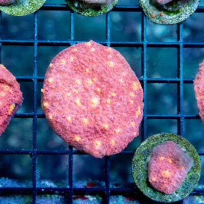 Aquacultured Orange Eye Chalice Size: M 0.75” to 1” Frag