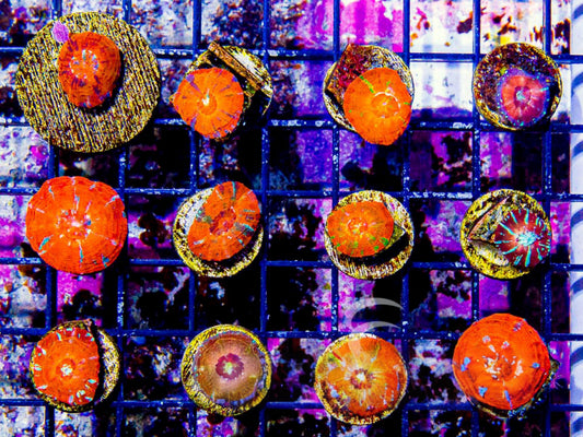 Colored Scolymia - Captive Spawned (Aquacultured) Size: M 0.75” to 1” approx Frag