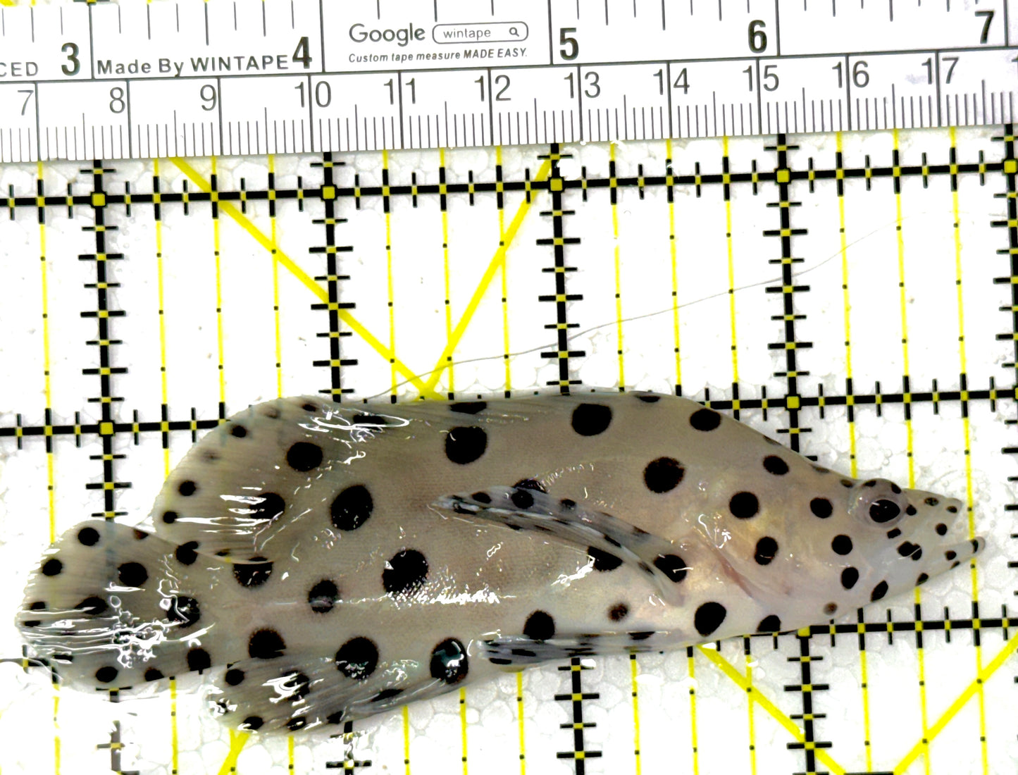 Panther Grouper PG111801 WYSIWYG Size: L 4.25"