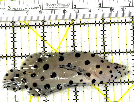 Panther Grouper PG111801 WYSIWYG Size: L 4.25"