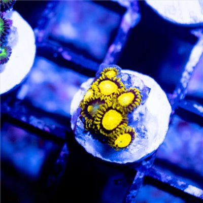 Aquacultured King Midas Zoa Size: M 0.75” to 1” Frag