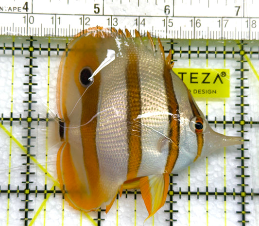 Copperband Butterflyfish CB041001 WYSIWYG Size: ML 3" approx