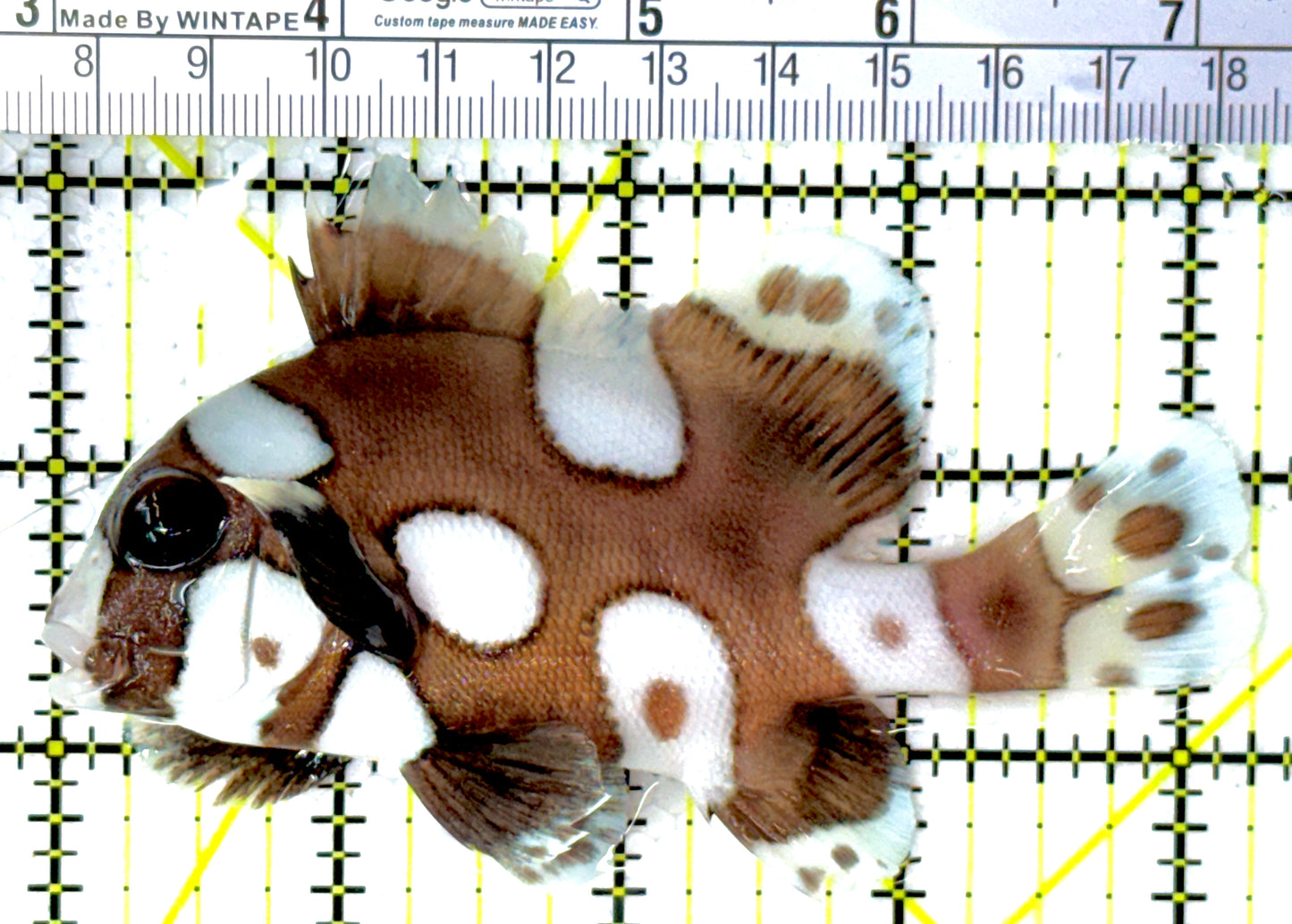 Harlequin Spotted Grunt Sweetlips HSGS111801 WYSIWYG Size: L 4.25"