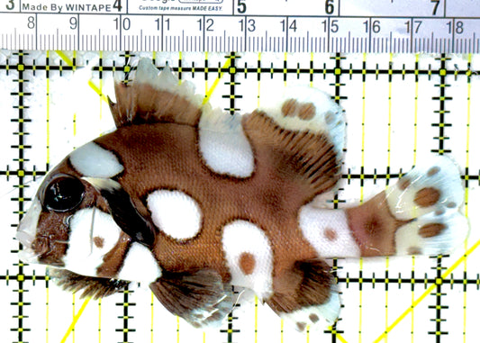 Harlequin Spotted Grunt Sweetlips HSGS111801 WYSIWYG Size: L 4.25"