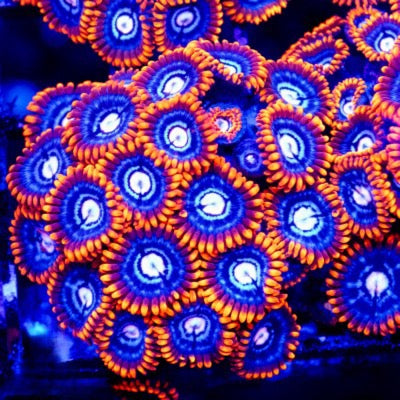Aquacultured Fire and Ice Zoa Size: M 0.75” to 1” Frag