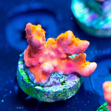 Setosa Montipora (Aquacultured) Size: M 0.75” to 1” Approx Frag