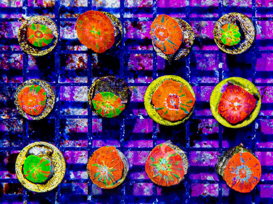 Ultra Scolymia - Captive Spawned (Aquacultured) Size: M 0.75” to 1”approx Frag
