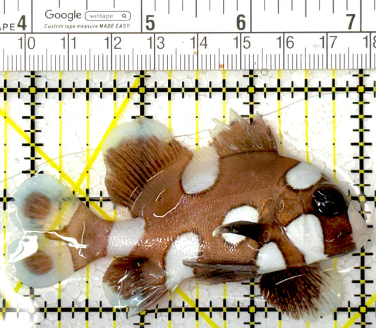 Harlequin Spotted Grunt Sweetlips HSGS111802 WYSIWYG Size: M 3.25"